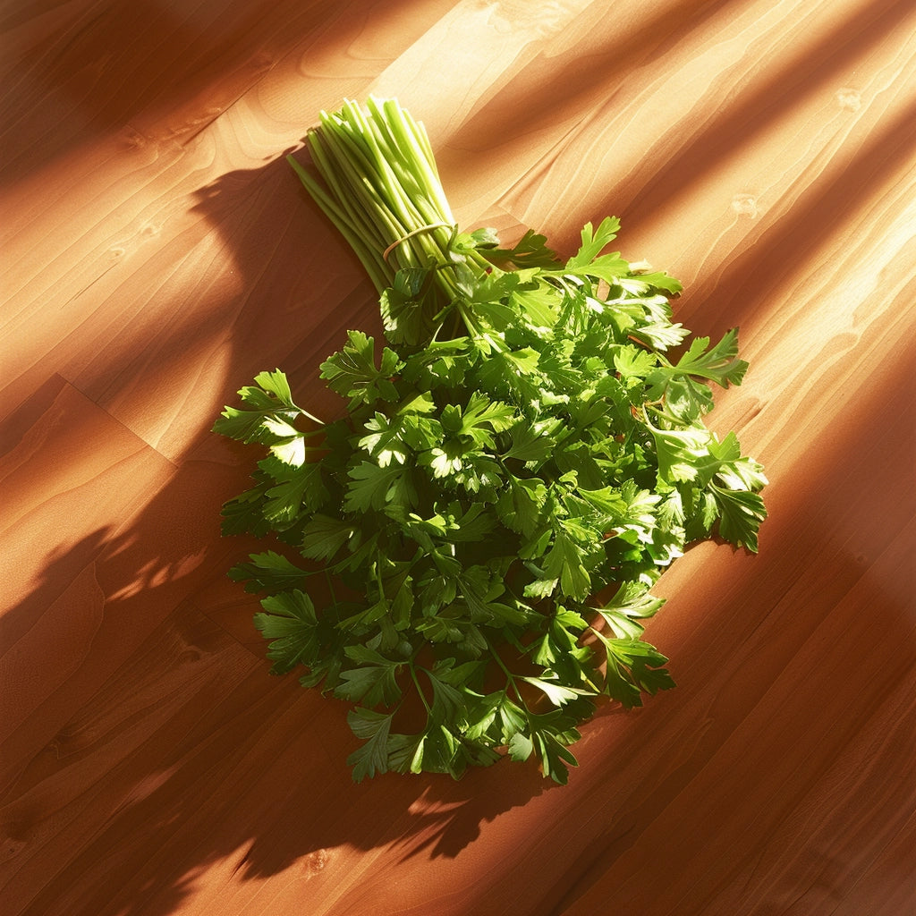 Cilantro